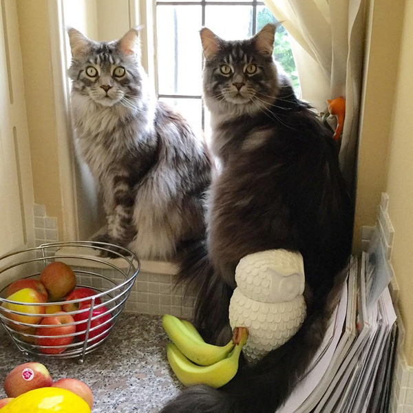 แมวแมนคูน แมวแมนคูน