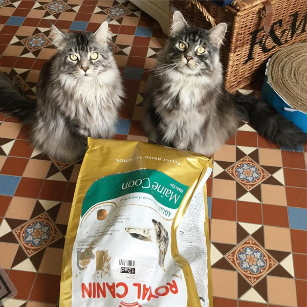 แมวแมนคูน แมวแมนคูน