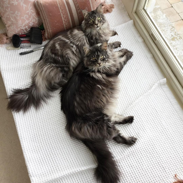 แมวแมนคูน แมวแมนคูน