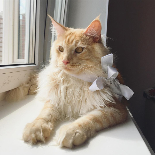 แมวแมนคูน แมวแมนคูน