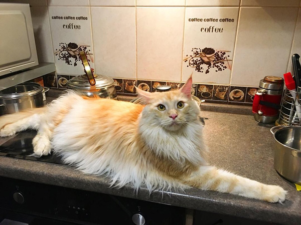 แมวแมนคูน แมวแมนคูน