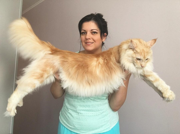 แมวแมนคูน แมวแมนคูน