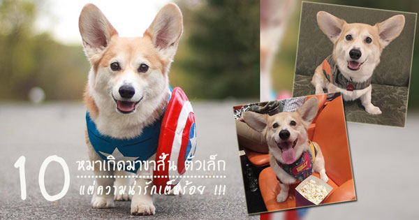 คอร์กี้ คอร์กี้