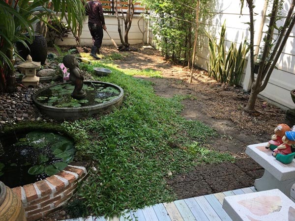 จัดสวนหลังบ้าน จัดสวนหลังบ้าน