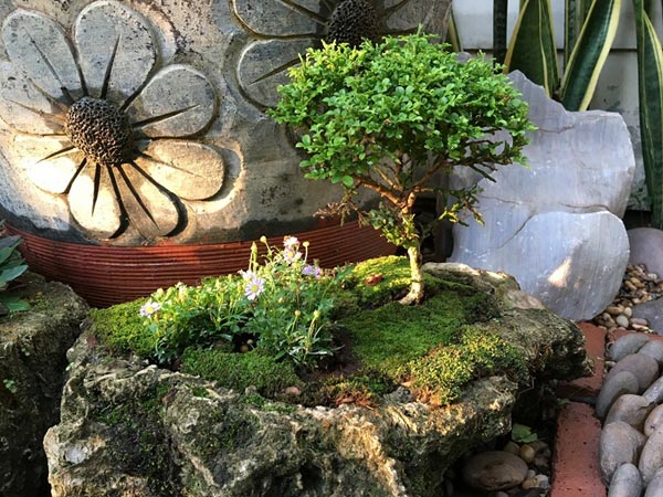 จัดสวนหลังบ้าน จัดสวนหลังบ้าน