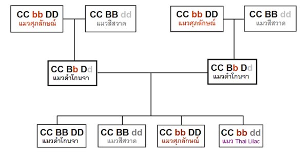 แมวไทย แมวไทย