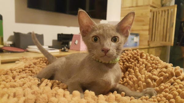 แมวไทย แมวไทย