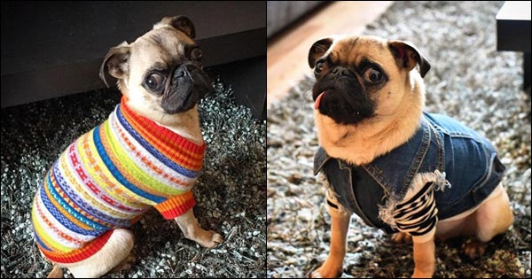 อินสตาแกรมสุนัข อินสตาแกรมสุนัข