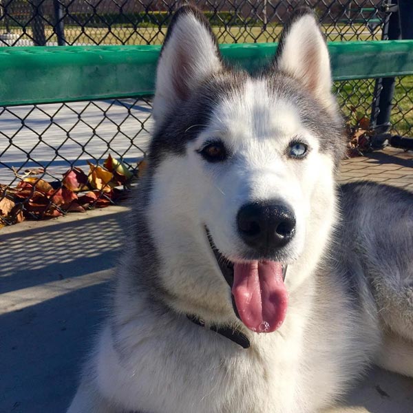 อินสตาแกรมหมา อินสตาแกรมหมา