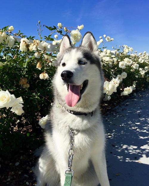 อินสตาแกรมหมา อินสตาแกรมหมา