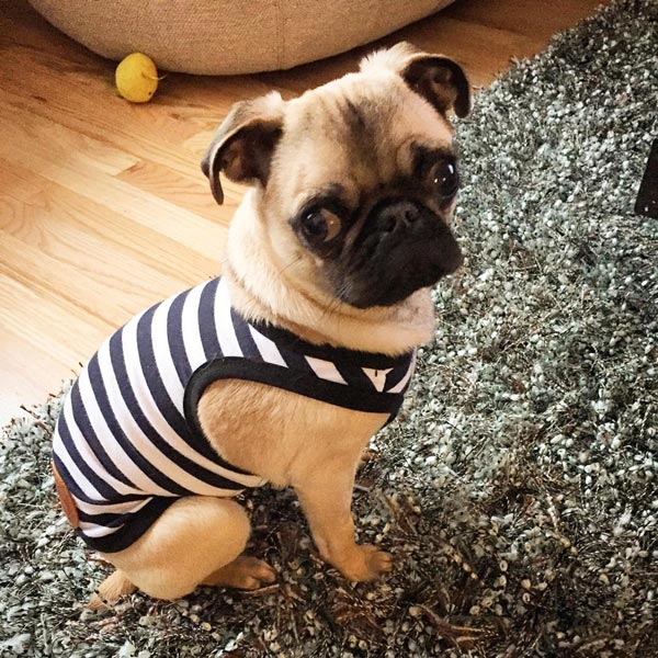 อินสตาแกรมสุนัข อินสตาแกรมสุนัข