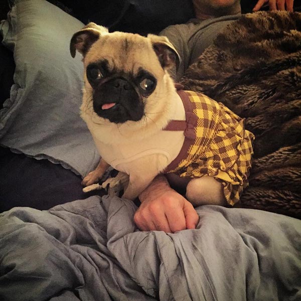 อินสตาแกรมสุนัข อินสตาแกรมสุนัข