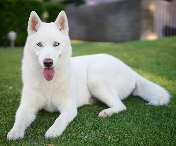 อินสตาแกรมหมา อินสตาแกรมหมา