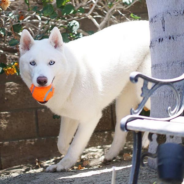 อินสตาแกรมหมา อินสตาแกรมหมา