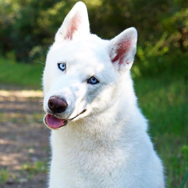 อินสตาแกรมหมา อินสตาแกรมหมา