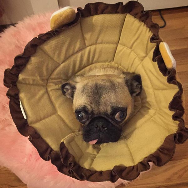 อินสตาแกรมสุนัข อินสตาแกรมสุนัข