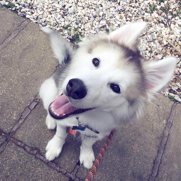 อินสตาแกรมหมา อินสตาแกรมหมา