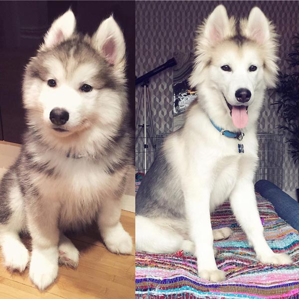 อินสตาแกรมหมา อินสตาแกรมหมา