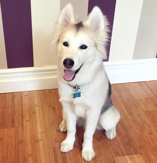 อินสตาแกรมหมา อินสตาแกรมหมา