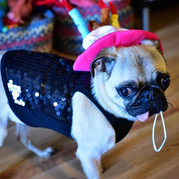 อินสตาแกรมสุนัข อินสตาแกรมสุนัข