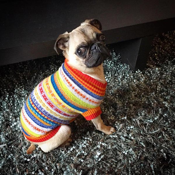 อินสตาแกรมสุนัข อินสตาแกรมสุนัข