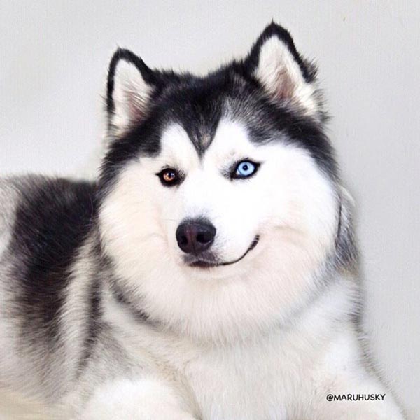 อินสตาแกรมหมา อินสตาแกรมหมา