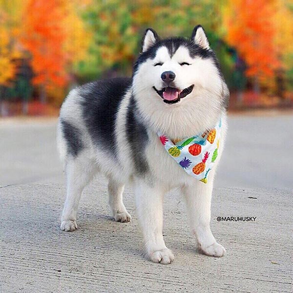 อินสตาแกรมหมา อินสตาแกรมหมา