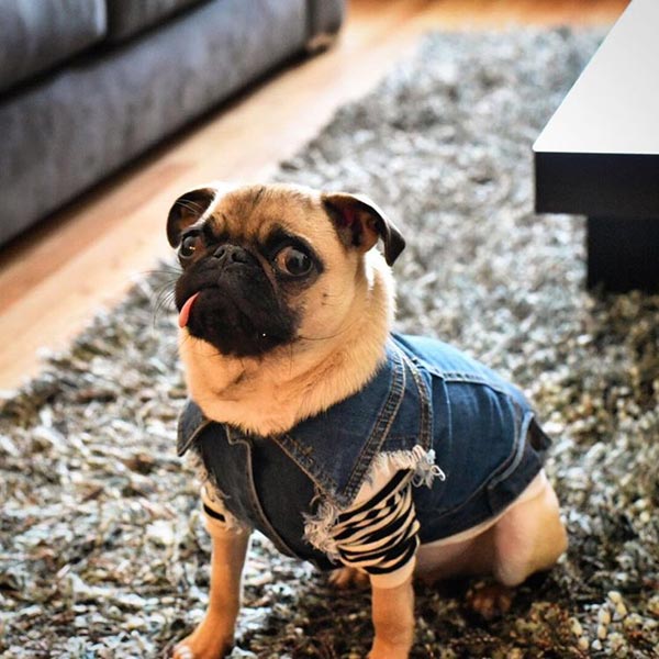 อินสตาแกรมสุนัข อินสตาแกรมสุนัข