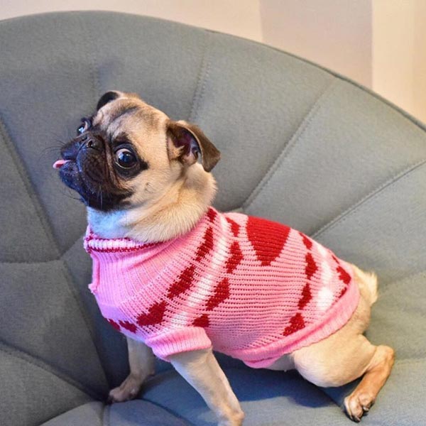 อินสตาแกรมสุนัข อินสตาแกรมสุนัข