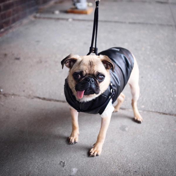 อินสตาแกรมสุนัข อินสตาแกรมสุนัข