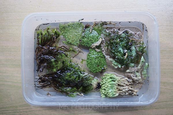 สวนขวดแก้ว สวนขวดแก้ว