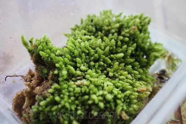 สวนขวดแก้ว สวนขวดแก้ว