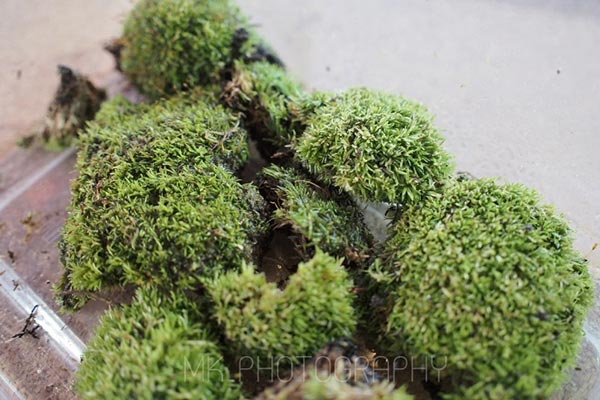 สวนขวดแก้ว สวนขวดแก้ว