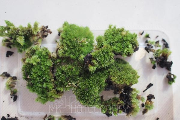 สวนขวดแก้ว สวนขวดแก้ว