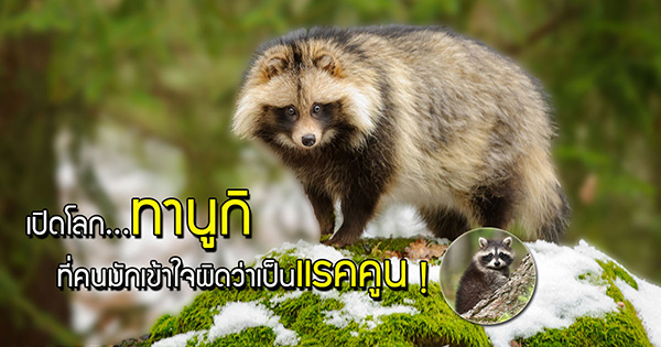 ทานูกิ ทานูกิ