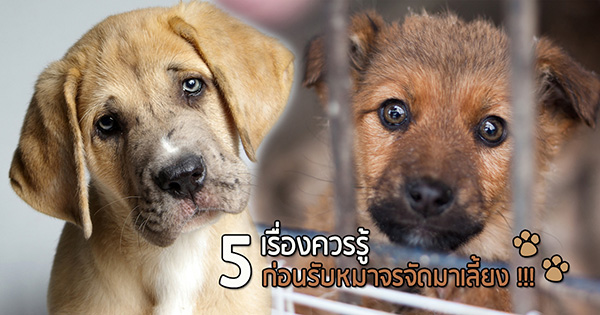 วิธีรับหมาจรจัดมาเลี้ยง วิธีรับหมาจรจัดมาเลี้ยง