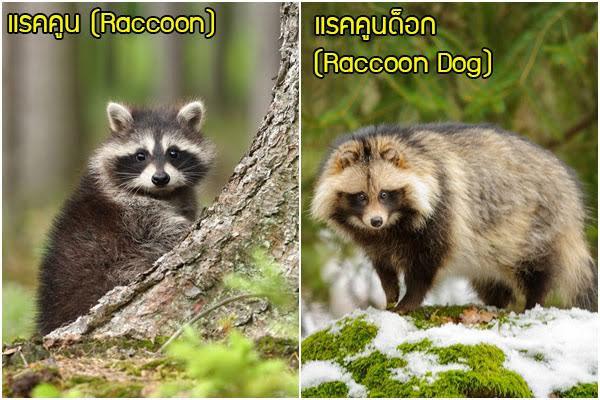 ทานูกิ ทานูกิ