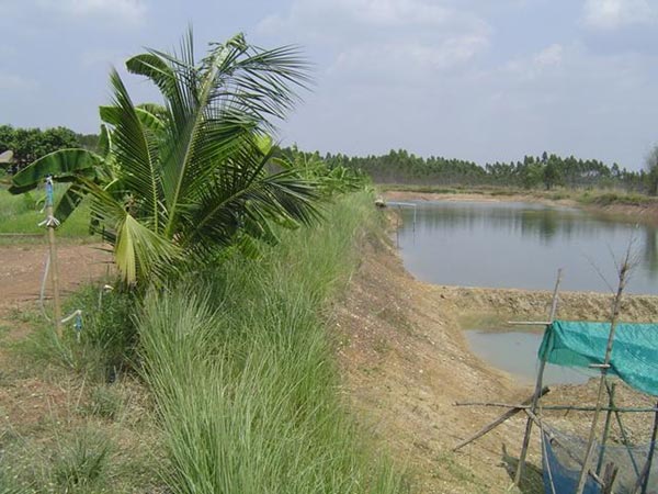 การตกแต่งบ้านสวน การตกแต่งบ้านสวน