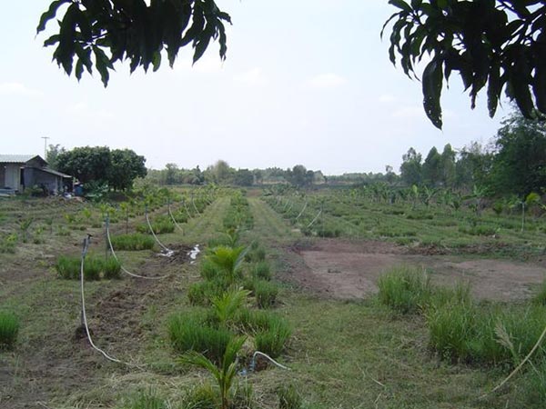 การตกแต่งบ้านสวน การตกแต่งบ้านสวน