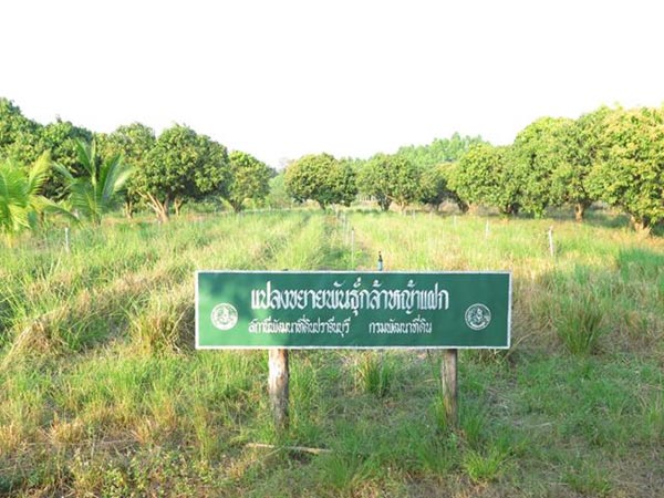 การตกแต่งบ้านสวน การตกแต่งบ้านสวน