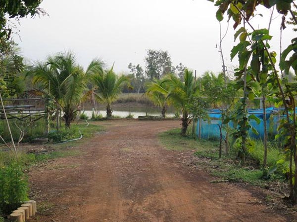 การตกแต่งบ้านสวน การตกแต่งบ้านสวน
