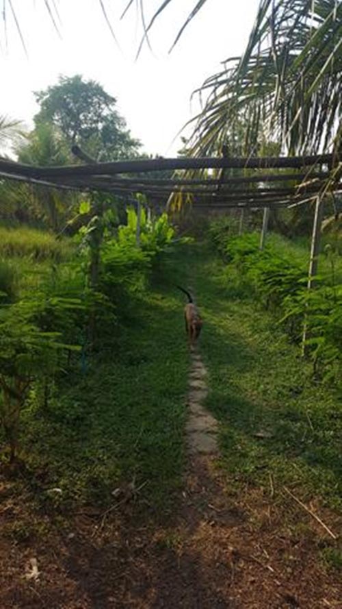 การตกแต่งบ้านสวน การตกแต่งบ้านสวน