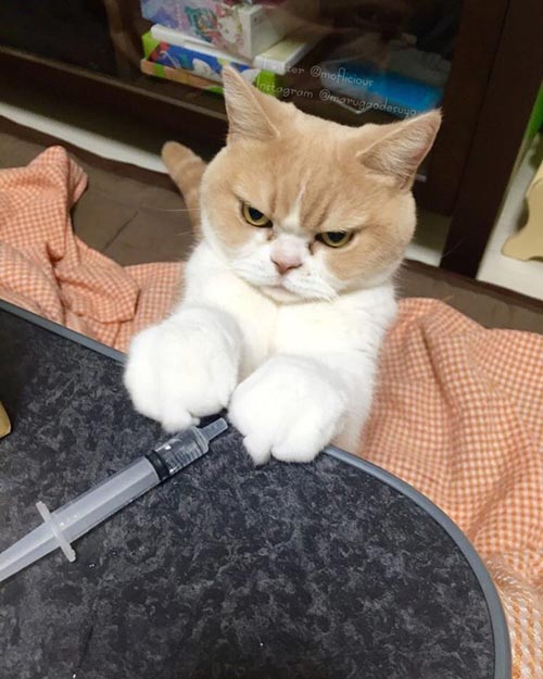 แมวหน้าบึ้ง แมวหน้าบึ้ง