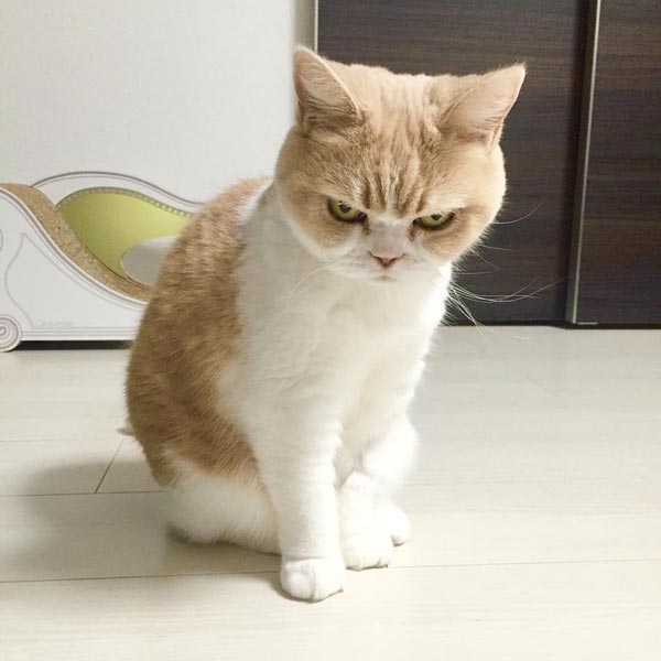 แมวหน้าบึ้ง แมวหน้าบึ้ง