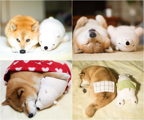 หมาเลียนแบบท่าตุ๊กตาหมี หมาเลียนแบบท่าตุ๊กตาหมี