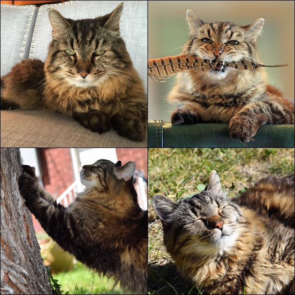 แมวอายุยืนที่สุดในโลก แมวอายุยืนที่สุดในโลก