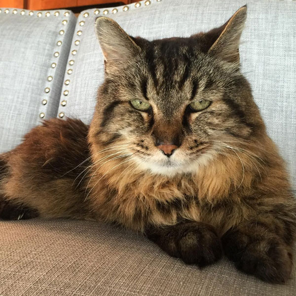 แมวอายุยืนที่สุดในโลก แมวอายุยืนที่สุดในโลก