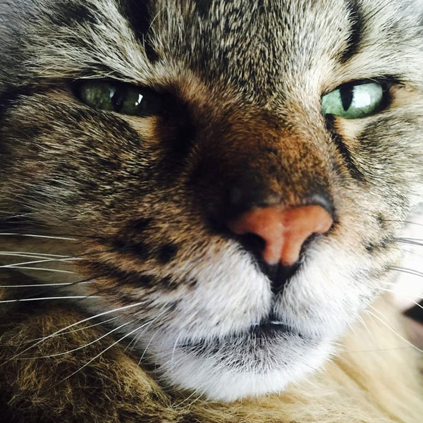 แมวอายุยืนที่สุดในโลก แมวอายุยืนที่สุดในโลก