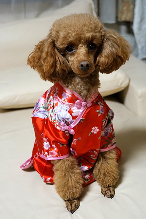 หมา-แมวใส่ชุดกี่เพ้า หมา-แมวใส่ชุดกี่เพ้า