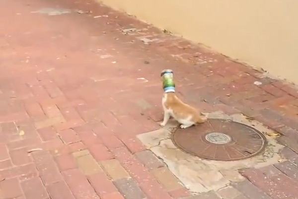 หัวแมวติดกระป๋อง หัวแมวติดกระป๋อง